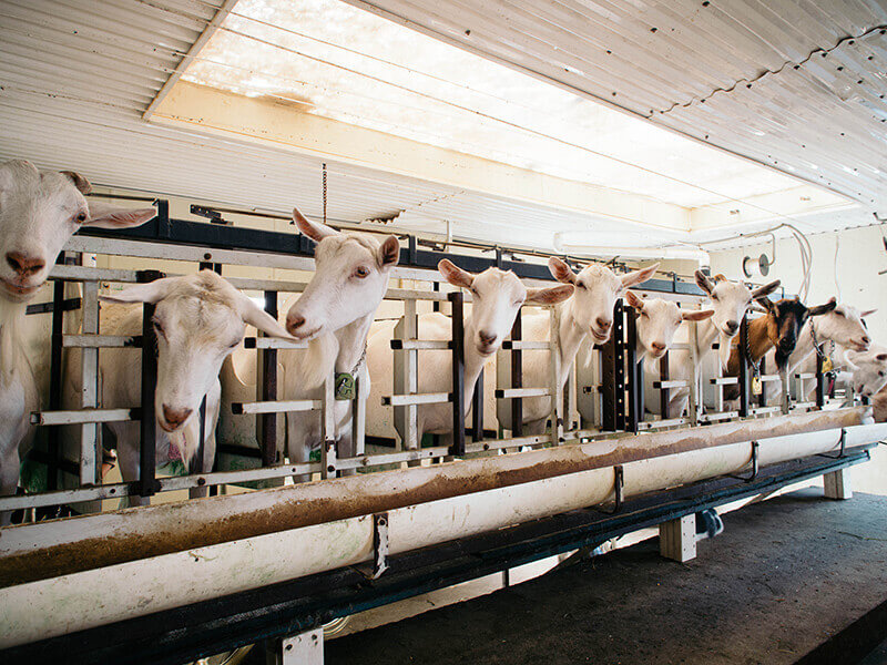 Feeding and milking time