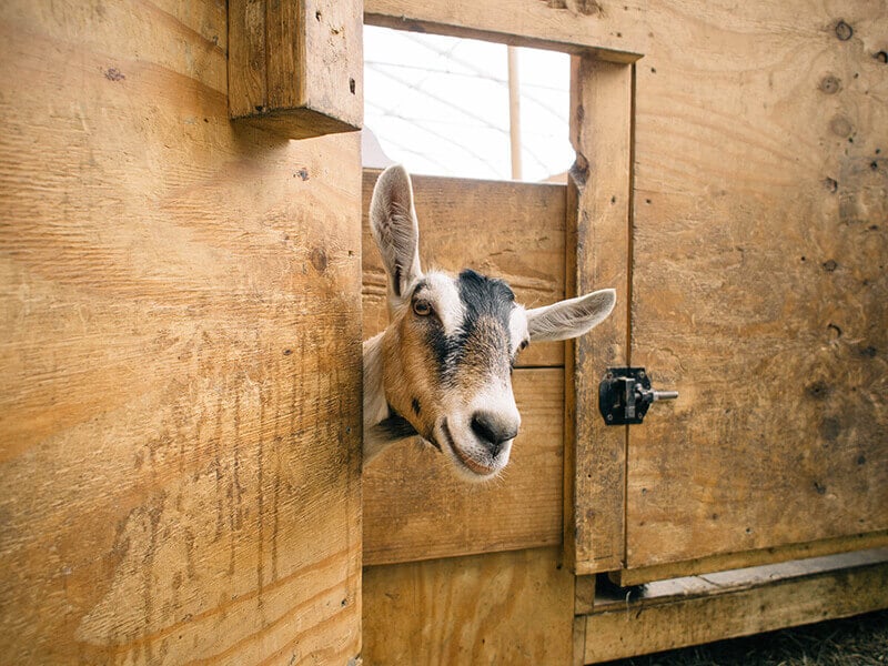 Hey kid