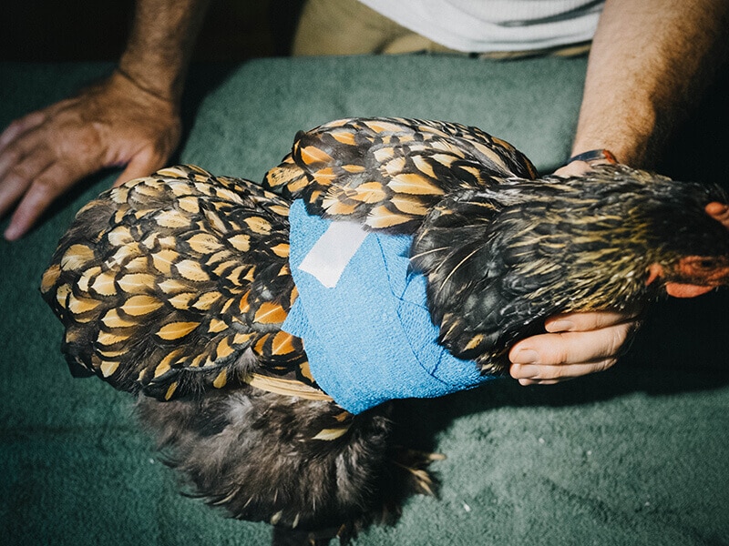 Repeat the wrap until the injured wing is set firmly against the body