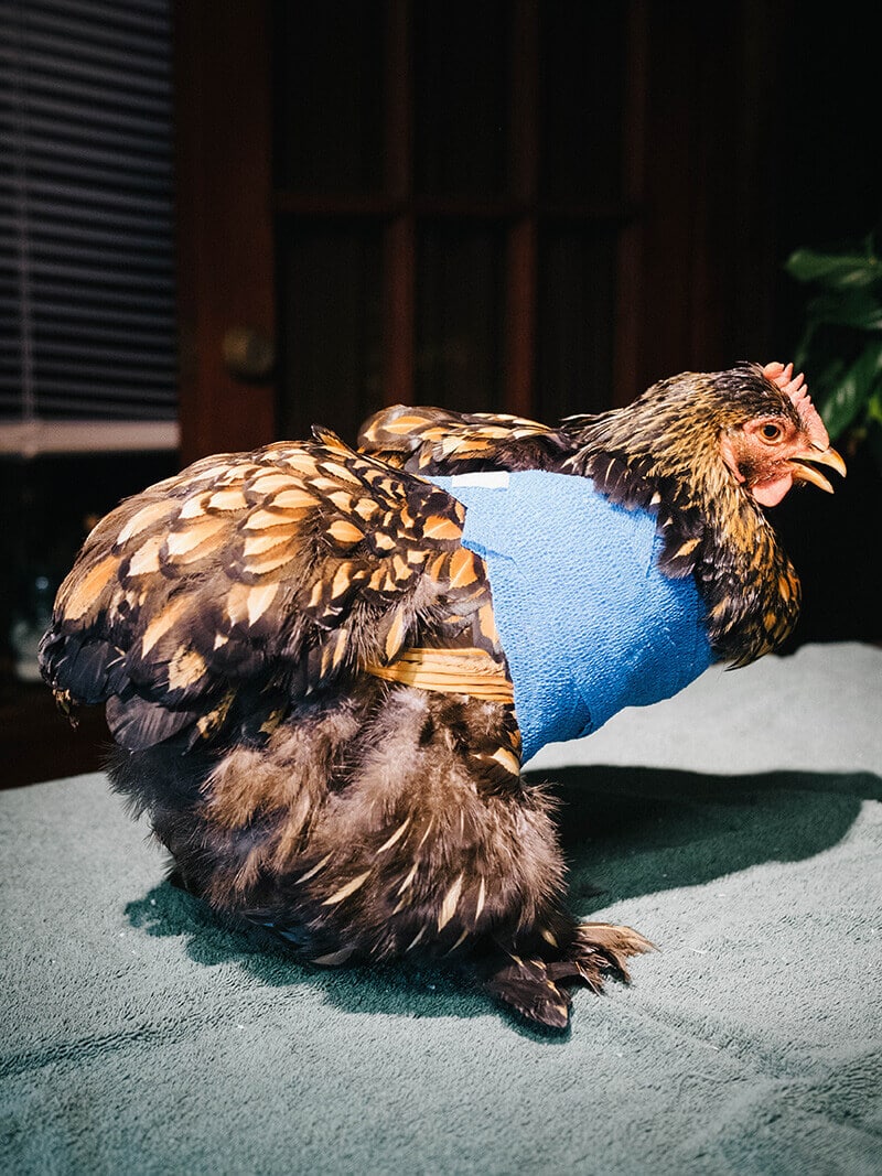A wrapped sprained wing