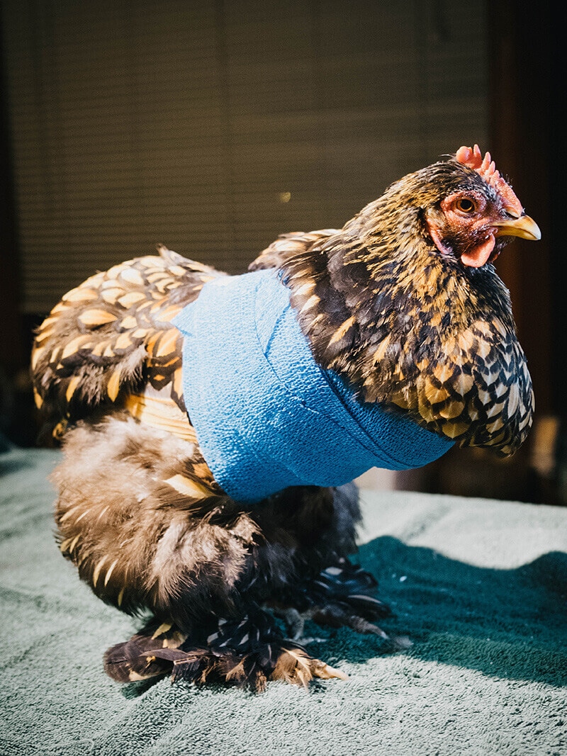 Wrapping the injured wing to restrict movement