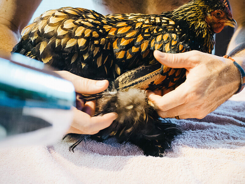 Blow-dry the feathers thoroughly