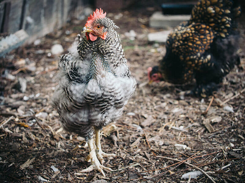 Chicken going through an annual molt