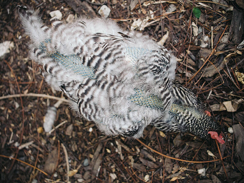 Hard molt on a Barred Rock hen