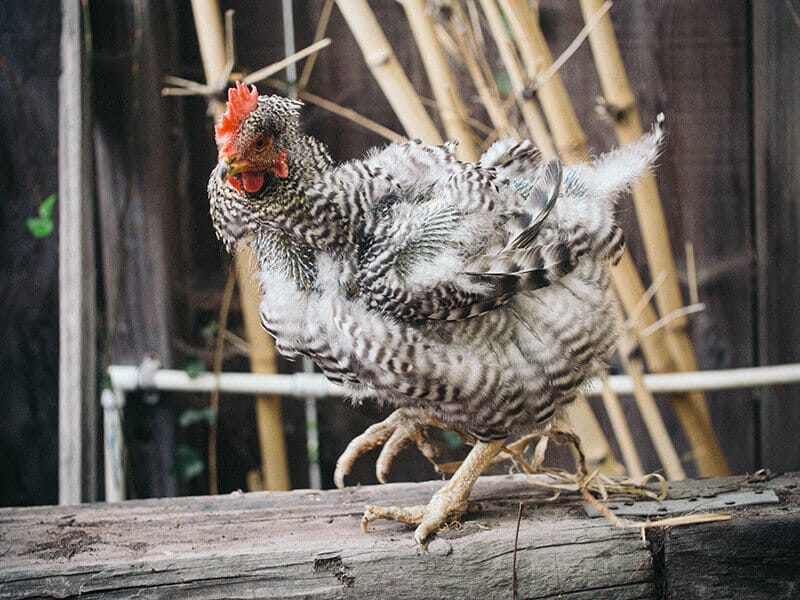 Molting hen