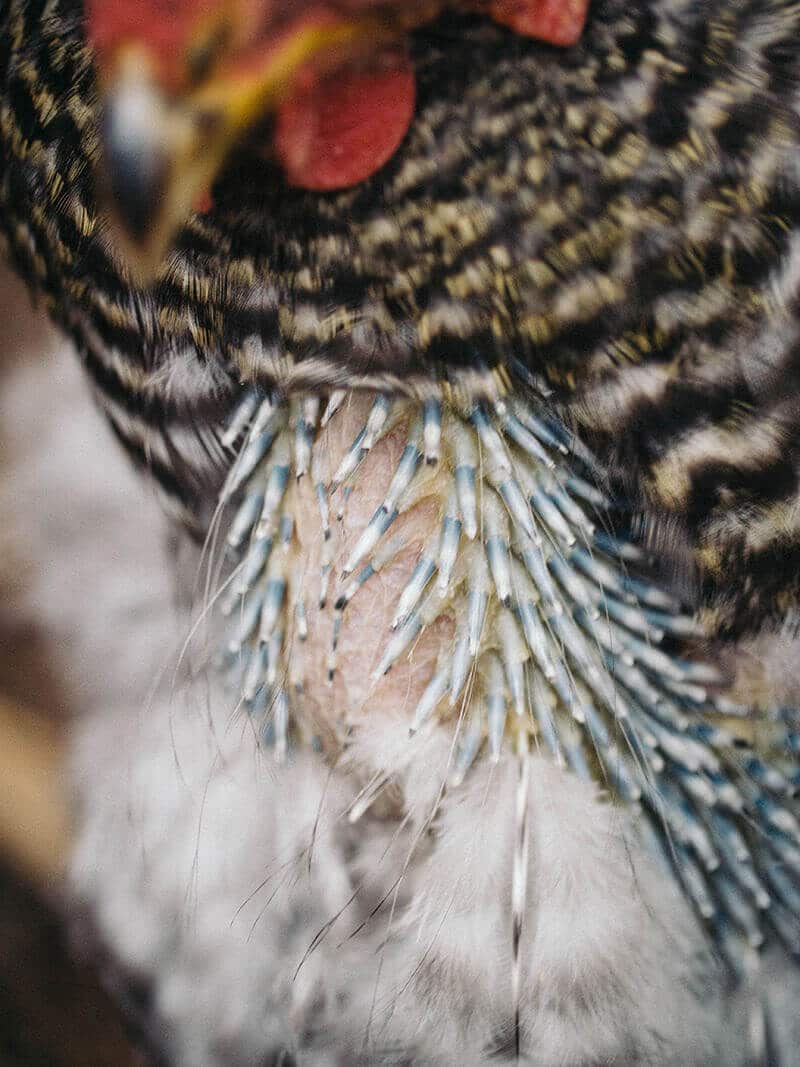 New pin feathers