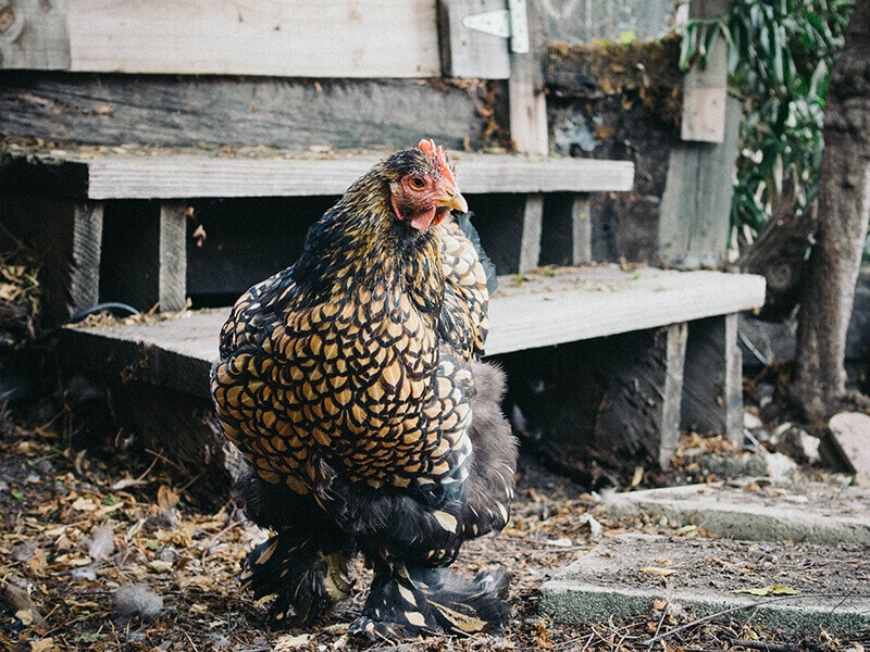 Golden Laced Cochin hen during a soft molt