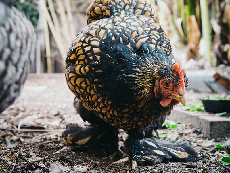 Cochin going through a soft molt