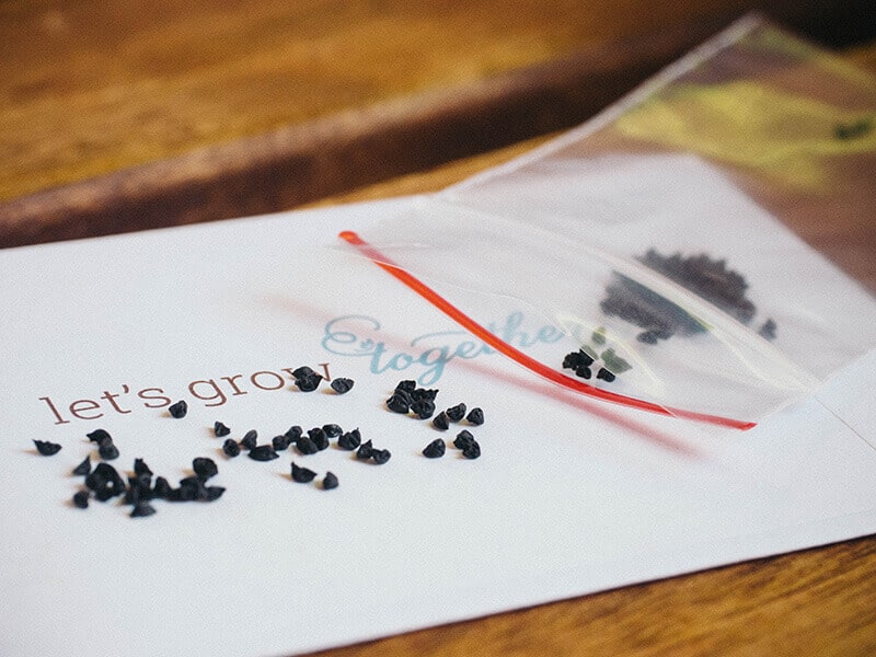 GrowJourney leek seeds