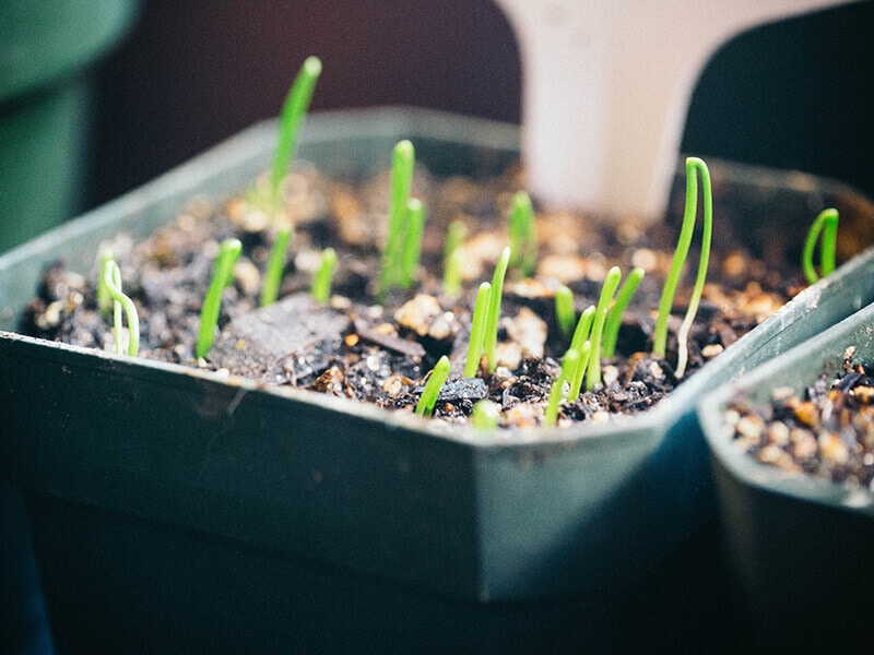 Leek seedlings