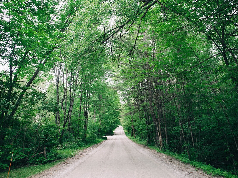 Canopy of trees
