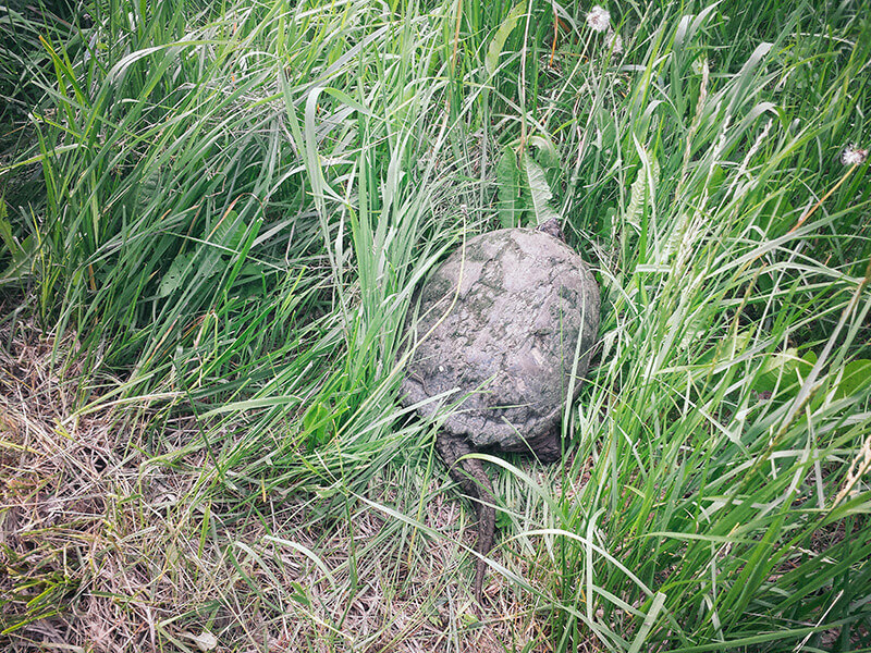 Turtle