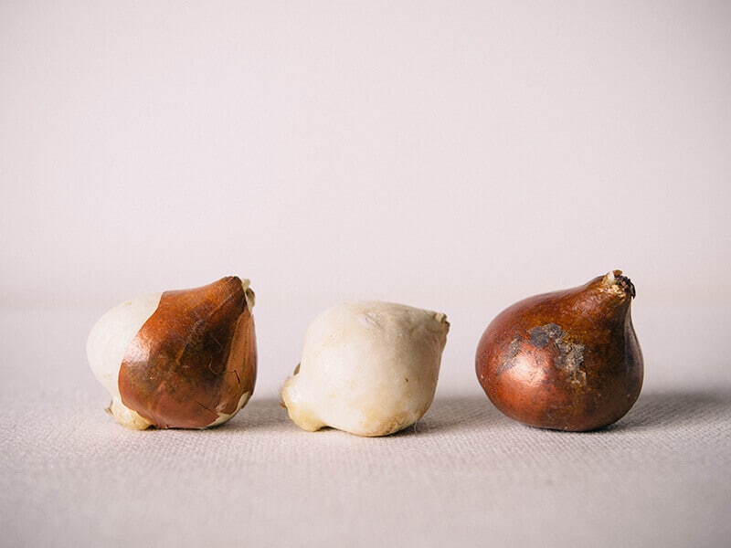 Tulip bulbs