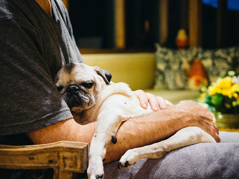 A pooped pug