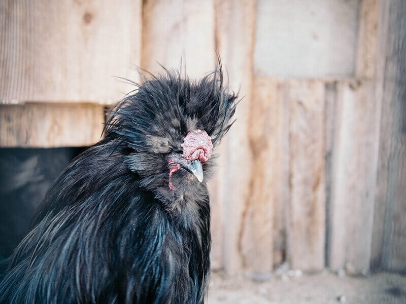 Silkie chicken