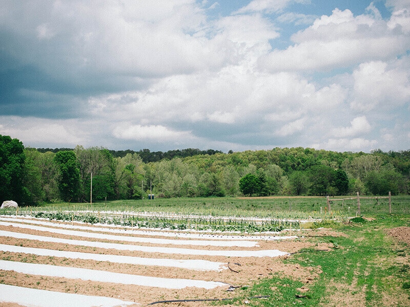 Baker Creek trial gardens