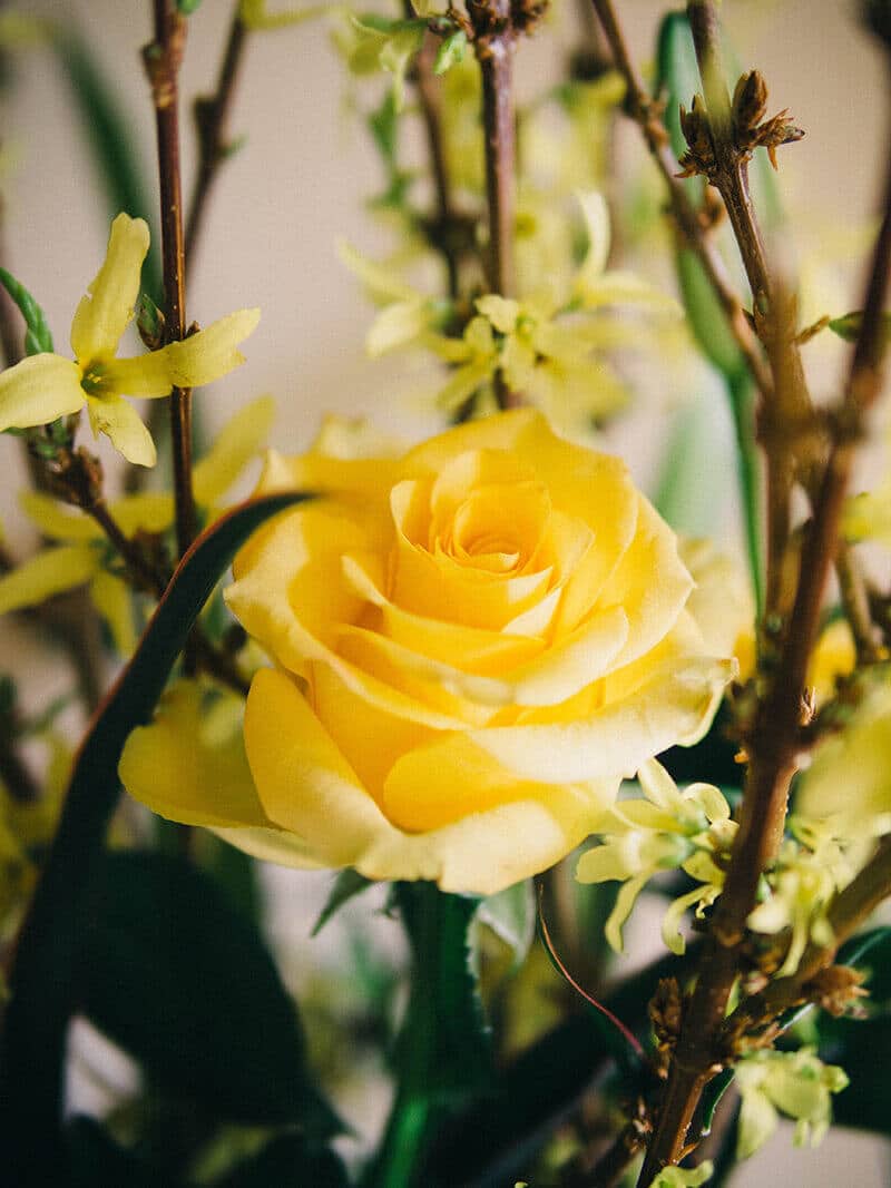 Yellow rose