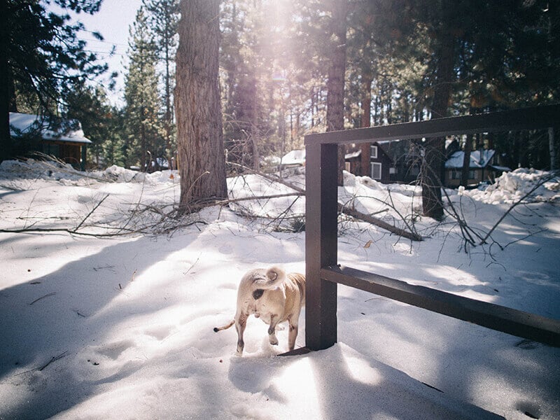 Pug in the snow