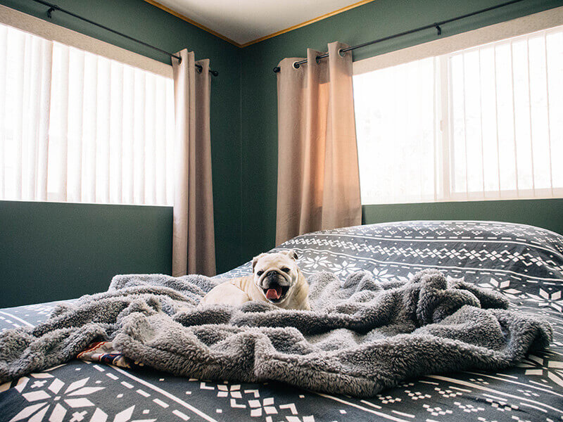 Pet-friendly accommodations