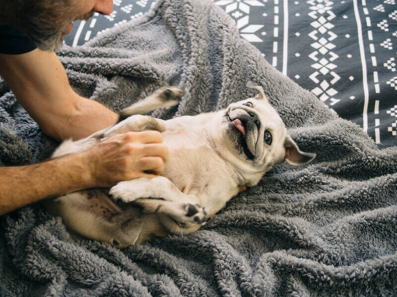 Furbaby
