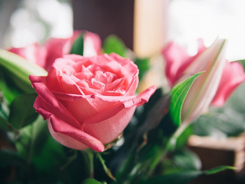 Pink roses