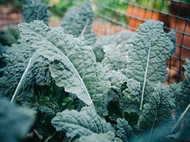 Grow plants in their appropriate season to maximize flavor