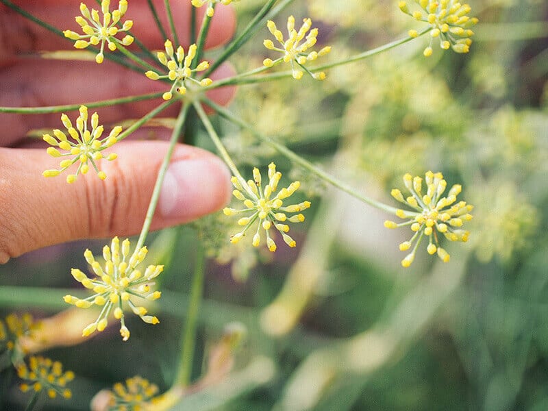 Watch out for weedy plants