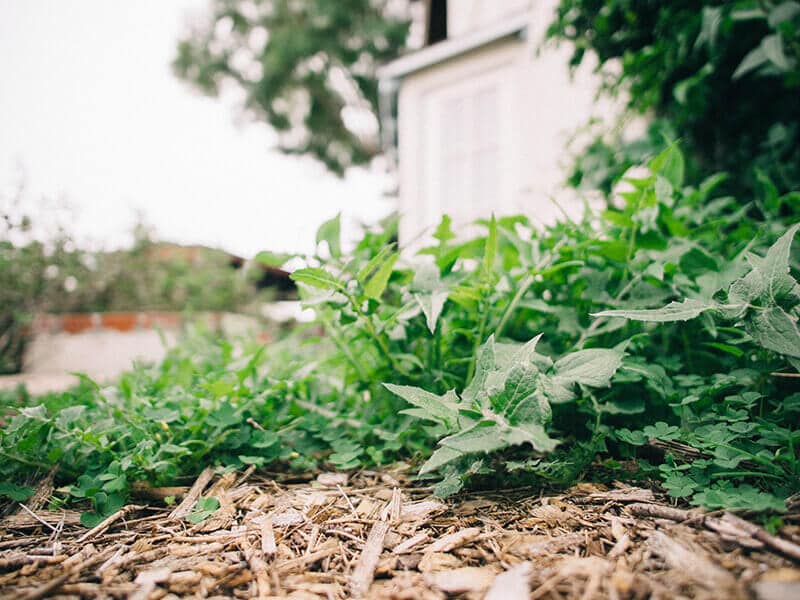 Put your edible garden within daily sight