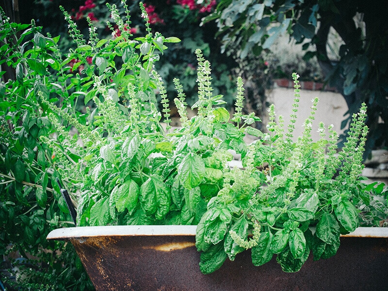 Don't grow more than you can eat