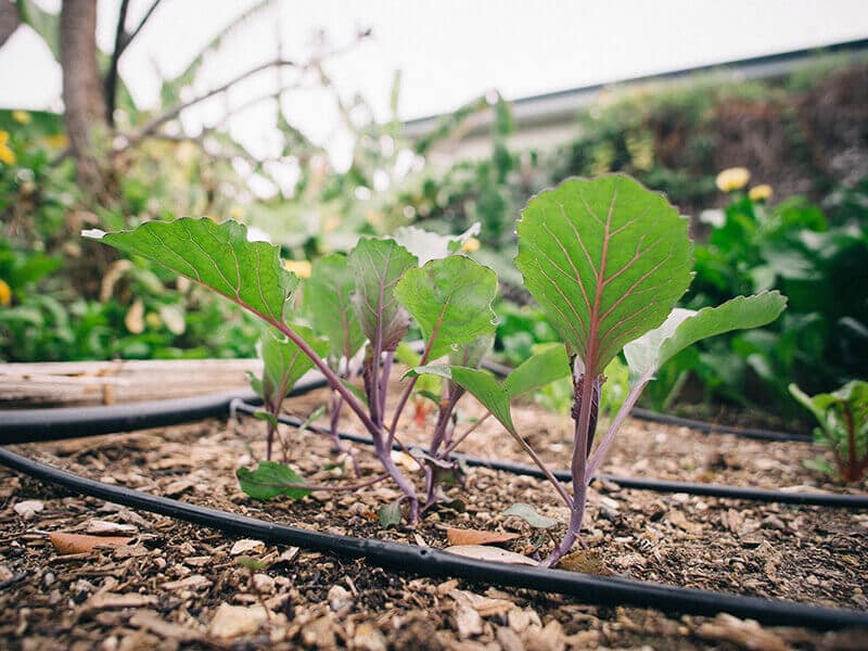 Drip irrigation in the garden