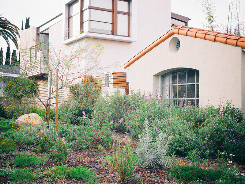 Native plant garden in Manhattan Beach, California