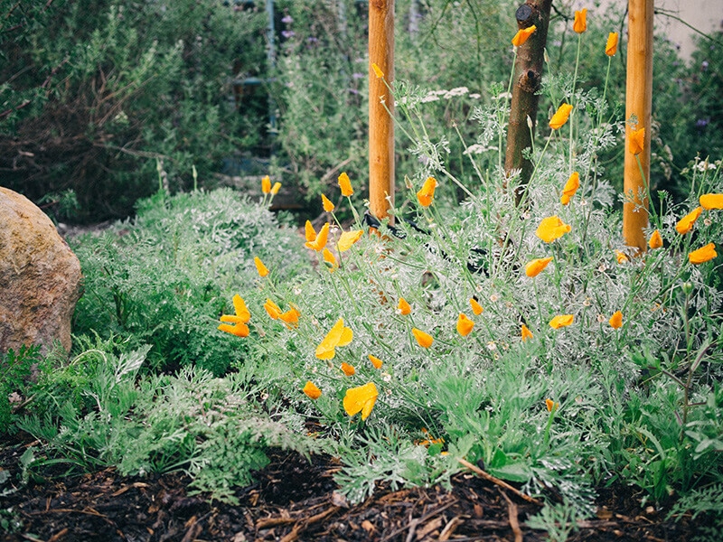 California native plants