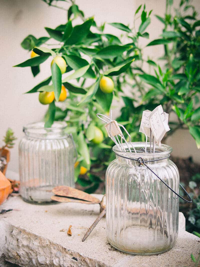 Hybrid citrus tree