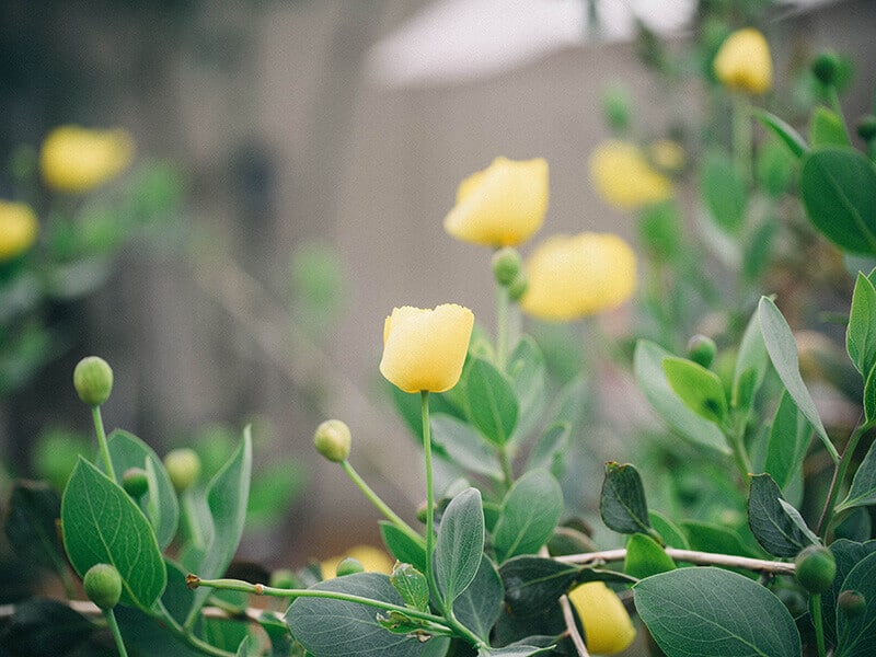 Channel Island bush poppy