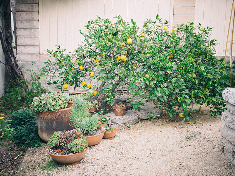 Citrus and succulents
