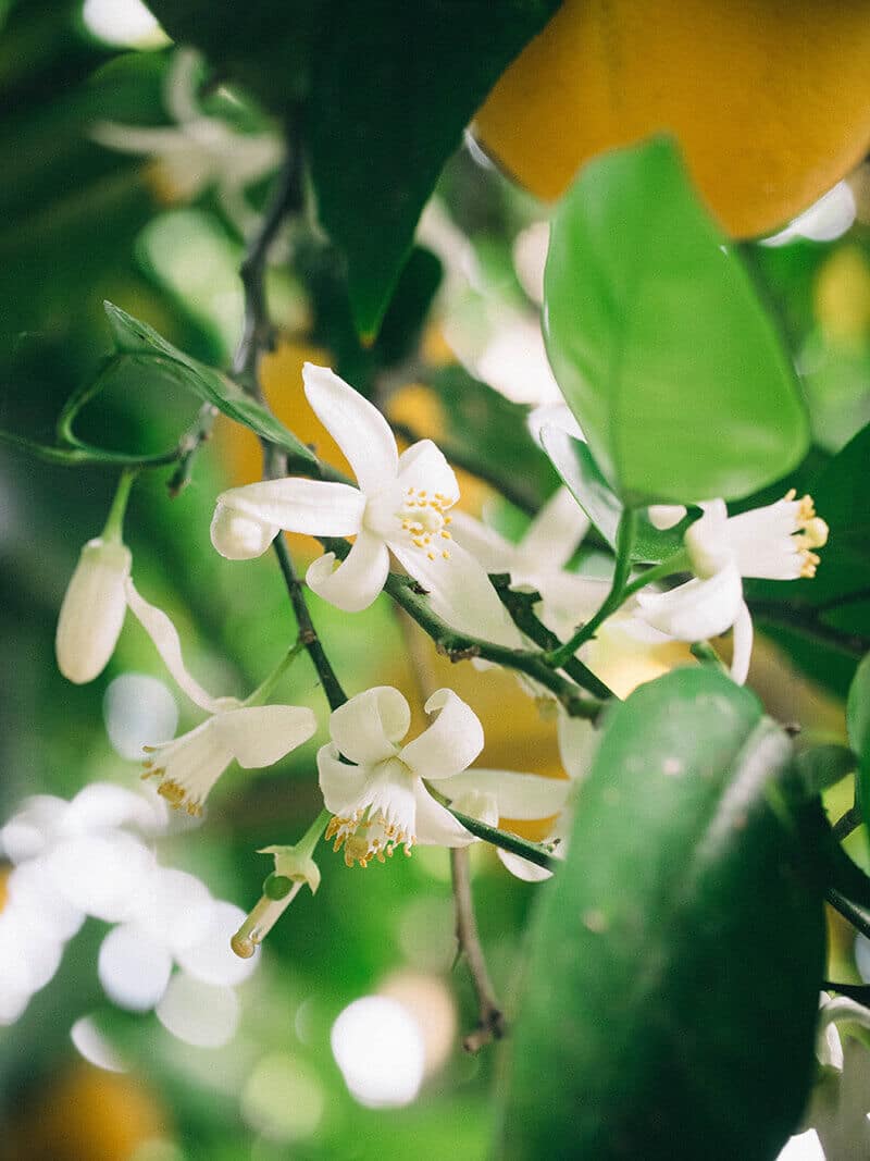 Smells of spring