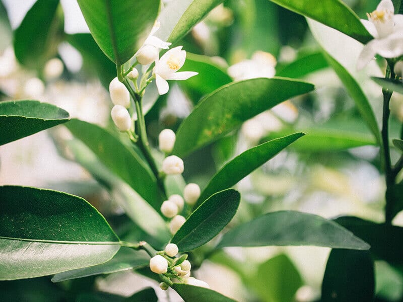 Orange tree buds