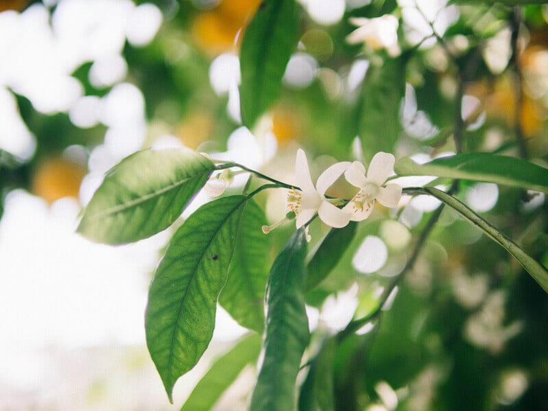 Orange blossoms in spring
