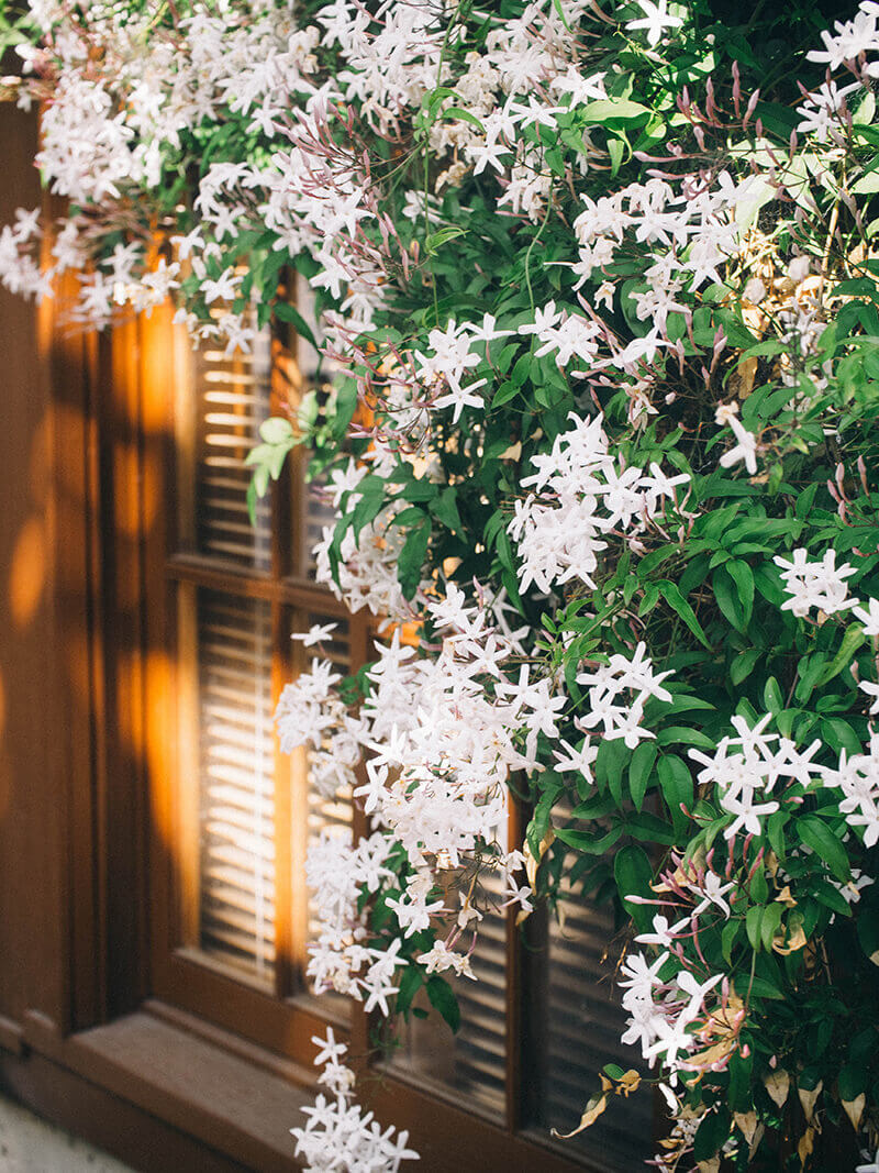 Climbing pink jasmine