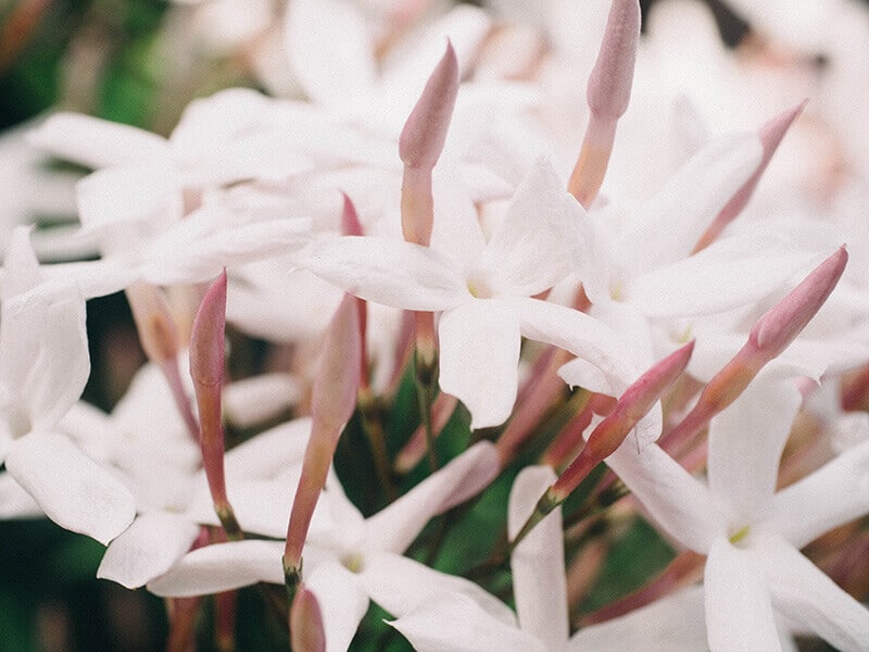 Pink jasmine blossoms