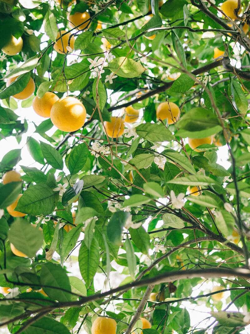 Valencia oranges and orange flowers