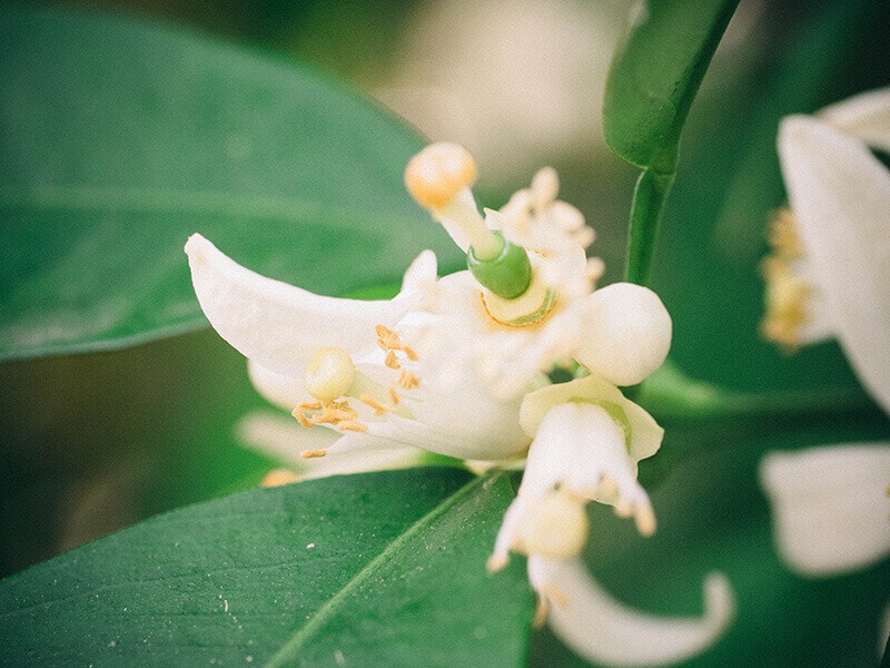 Close-up of Valencia orange flower