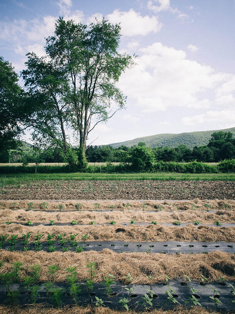 Farming in the Berkshire Hills