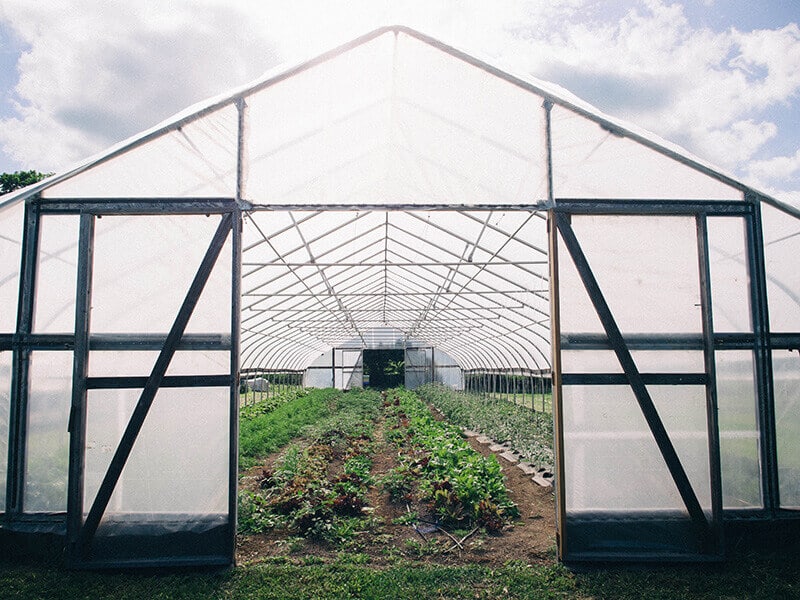 Vegetables inside the greenhouse