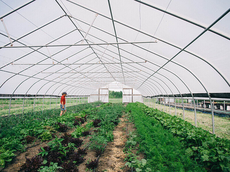 Greenhouse crops