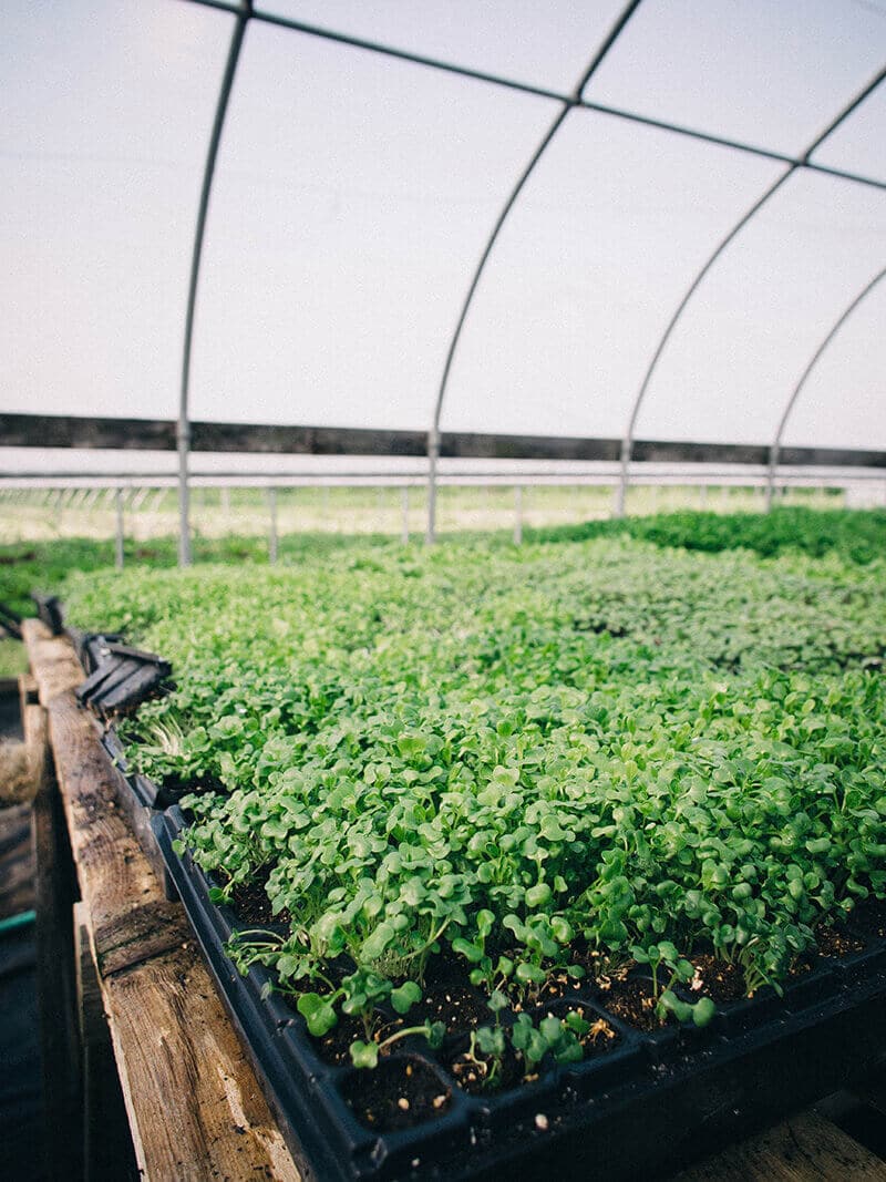 Fresh microgreens