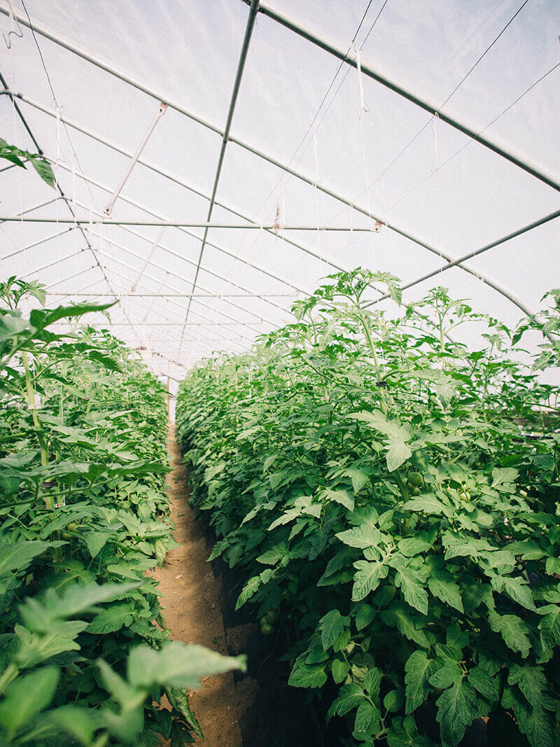 Tomato plants in June