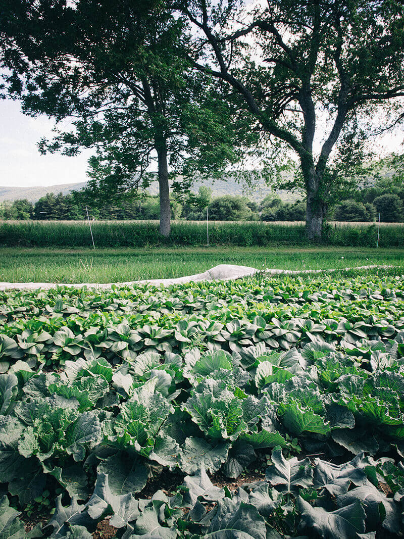 Leafy green crops