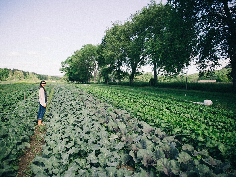 Rows of brassicas
