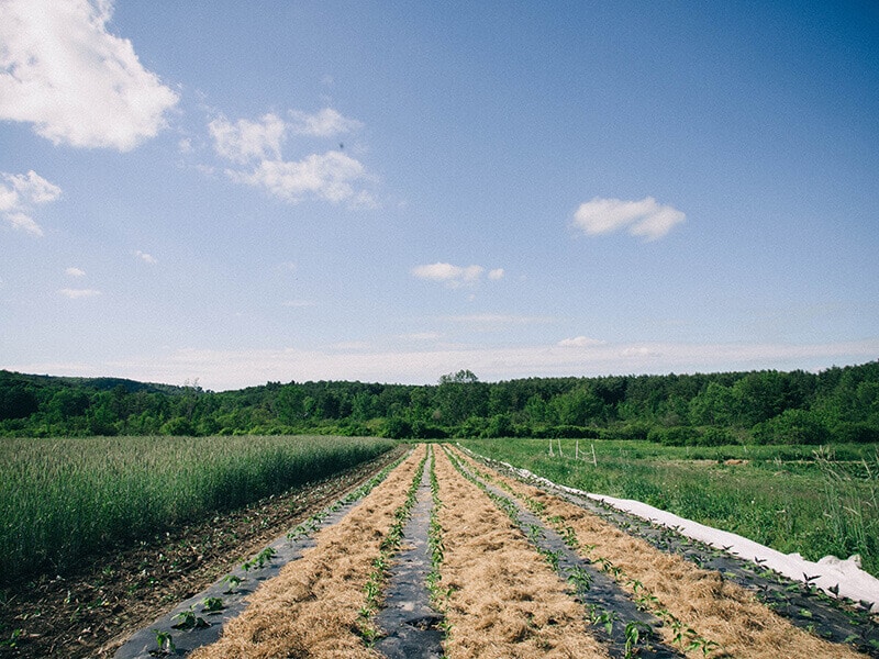 Row crops